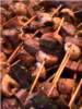chicken Kabob